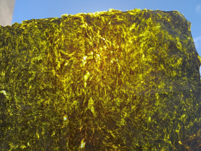 美味しそうな海苔