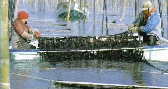 海苔の収穫シーン