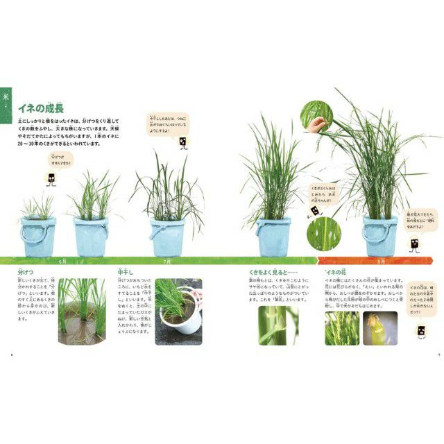 ころ様。観賞用 厚から