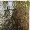 繊維がぐっと詰まっているので、お弁当に入れても持つタイプの海苔です。<br>おにぎりに使うのもおすすめ！<br>お米の甘みを程よく引き立ててくれます。<br>実は兵庫の初摘み海苔はお寿司屋さんにとっても好まれる海苔です。<br>味がよく、ふやけにくいので重宝されるのです。